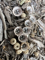 Cyathus stercoreus