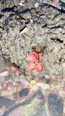 Aquilonastra