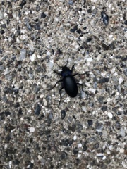 Carabus violaceus
