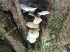 Hohenbuehelia petaloides