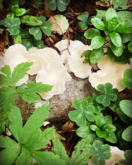 Pleurotus pulmonarius