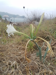 Pancratium maritimum