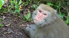 Macaca cyclopis
