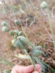 Pancratium maritimum