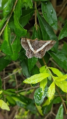Chiasmia nora