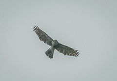 Accipiter melanoleucus