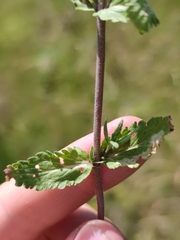 Veronica prostrata