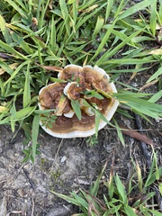 Ganoderma