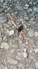 Promachus rufipes