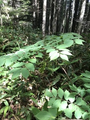 Toxicodendron trichocarpum