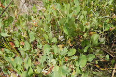Anemopsis californica
