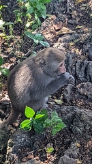 Macaca cyclopis