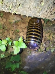 Arthrosphaera
