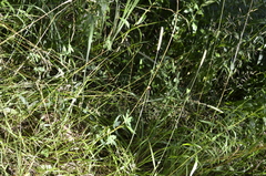 Agrostis capillaris