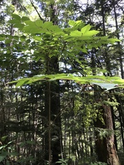 Toxicodendron trichocarpum