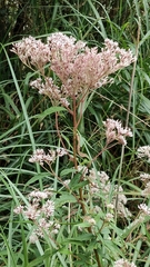 Eupatorium formosanum
