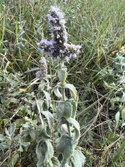 Mentha longifolia