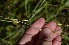 Agrostis capillaris