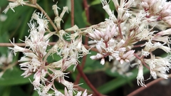 Eupatorium formosanum