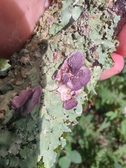 Trichaptum subchartaceum