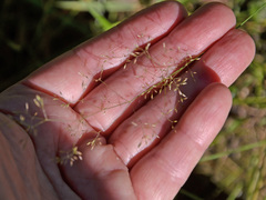 Agrostis capillaris