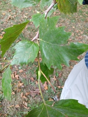 Platanus