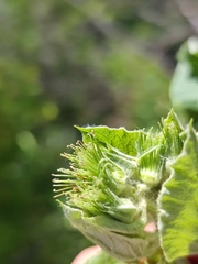 Arctium nemorosum
