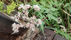 Eupatorium formosanum