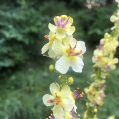 Verbascum nigrum
