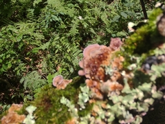 Trichaptum subchartaceum