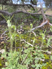 Pterostylis setulosa
