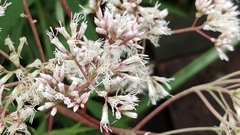 Eupatorium formosanum