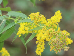 Solidago altissima