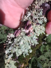 Trichaptum subchartaceum