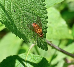 Tachinidae