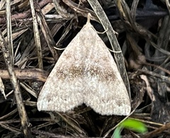 Phalaenostola eumelusalis