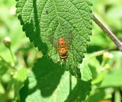 Tachinidae