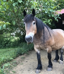 Equus