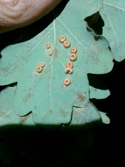 Neuroterus numismalis