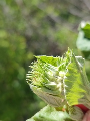 Arctium nemorosum