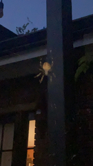 Araneus