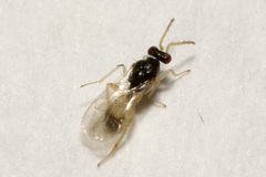 Euplectrus