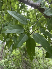 Burseraceae