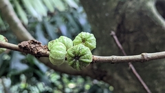 Ficus septica