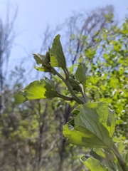 Arctium nemorosum