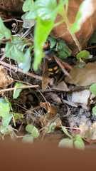 Megascolia maculata maculata