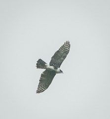 Accipiter melanoleucus
