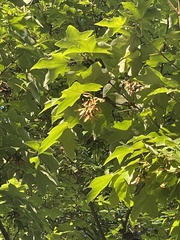 Acer floridanum