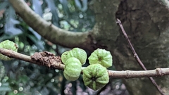 Ficus septica