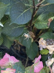 Araneus diadematus